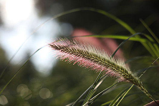 狗尾草