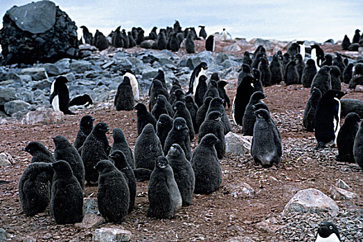 南极,阿德利企鹅,希望,湾