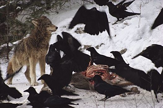大灰狼,狼,大乌鸦,渡鸦,鹿,畜体,雪中,明尼苏达