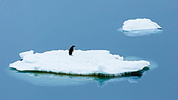 雷麦瑞海峡,南极,阿德利企鹅,休息,海冰