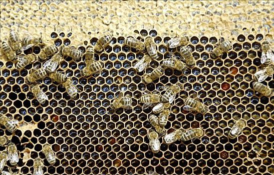 蜜蜂,啜饮,蜂蜜,蜂窝,遮盖,高处,花粉,仰视