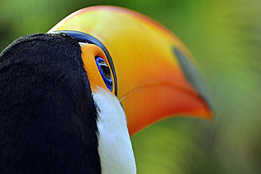 托哥巨嘴鸟,伊瓜苏,波多黎各,阿根廷,巴西,边界,南美