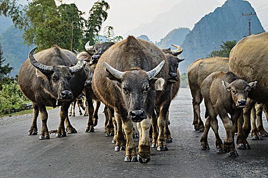 老挝,万荣,水牛,途中