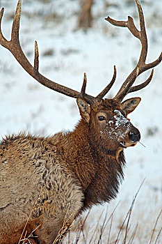 公麋鹿,冬天,黄石国家公园