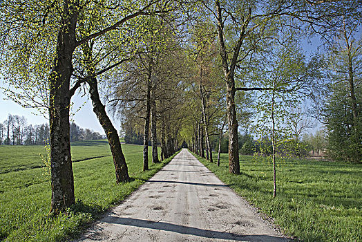 道路,桦树,春天,齐姆高,上巴伐利亚,巴伐利亚,德国南部,德国