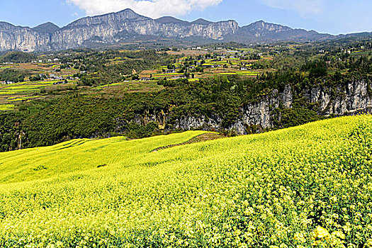 大峡谷油菜花风景