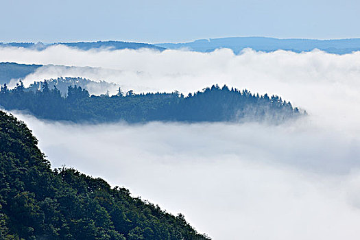 晨雾,莱茵兰普法尔茨州,德国