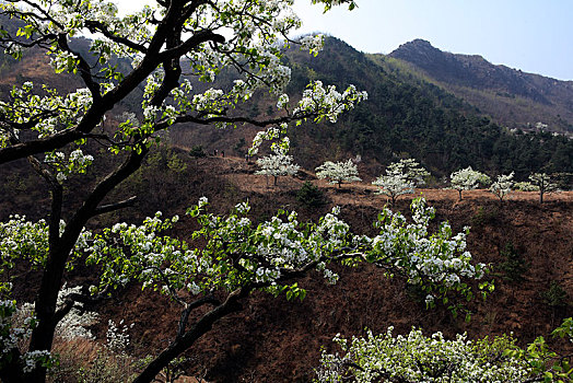 梨花,春天,开放,漫山遍野,梨园,洁白,生机勃勃,希望,山区,山坡