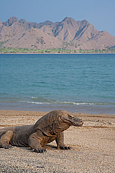 科摩多巨蜥,科摩多龙,海滩,科莫多岛,科莫多国家公园,印度尼西亚