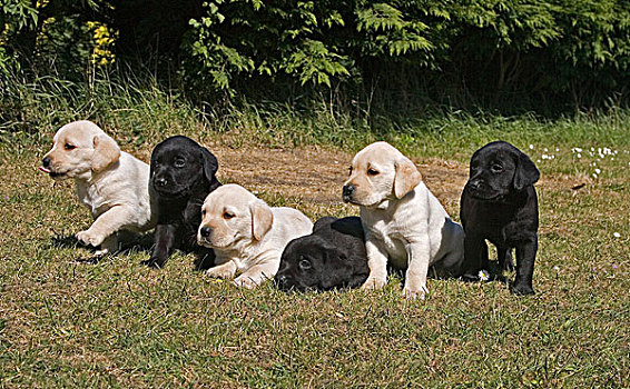 黄色,拉布拉多犬,黑色,小动物,英格兰,英国,欧洲