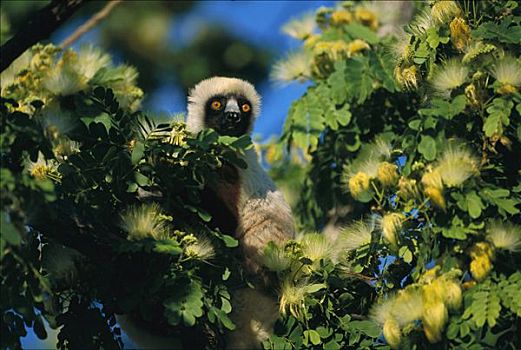 马达加斯加狐猴,西部,落叶林,马达加斯加