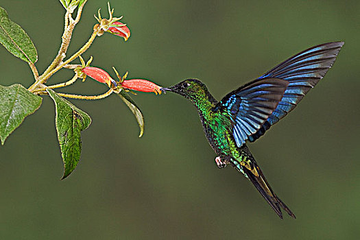 飞,进食,花,自然保护区,靠近,基多,厄瓜多尔