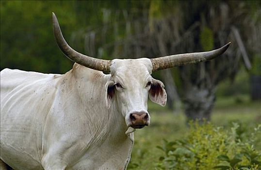 家牛,雄性,巴西