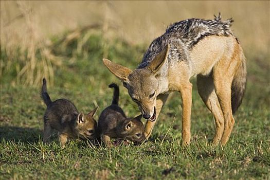 黑背狐狼,黑背豺,咀嚼,两个,幼仔,嗅,肉,马赛马拉,肯尼亚