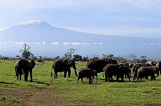 肯尼亚,安伯塞利国家公园,公园,大象,山,乞力马扎罗山,背景