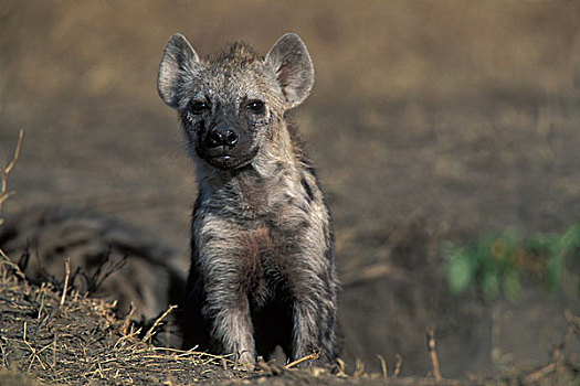 非洲,肯尼亚,马塞马拉野生动物保护区,斑鬣狗,幼仔,休息,窝,热带草原