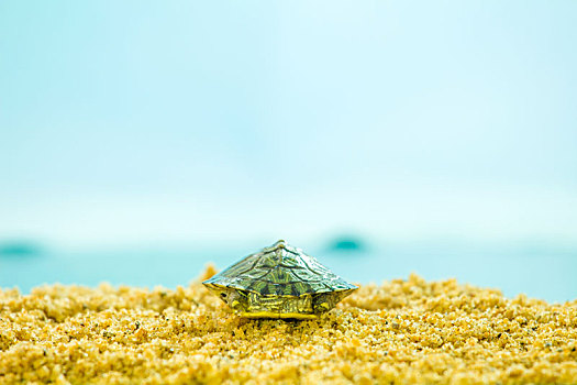 沙滩上初生的小乌龟