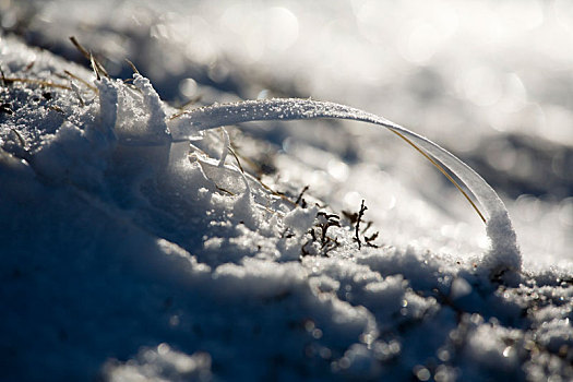 雪,晶莹,特写