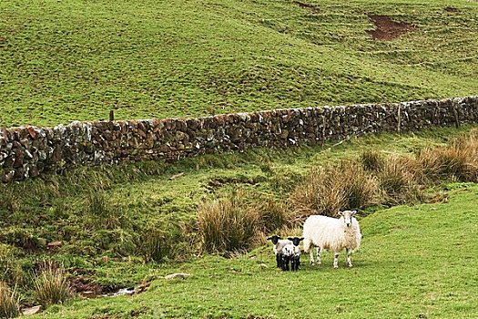 苏格兰,绵羊,羊羔,石墙