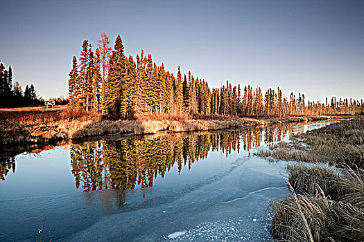 云杉,反射,湿地,赖丁山国家公园,曼尼托巴,加拿大