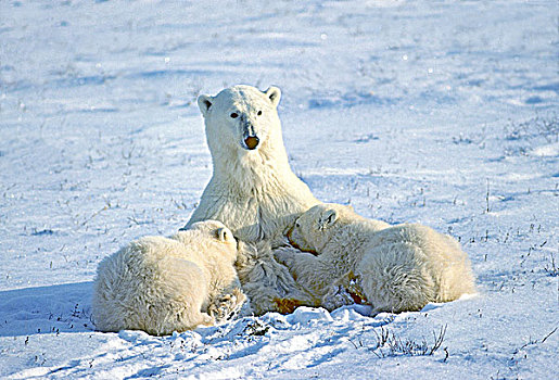母兽,北极熊,哺乳,一岁,幼兽,西部,哈得逊湾,加拿大