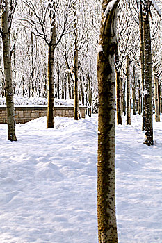 大雪后树林