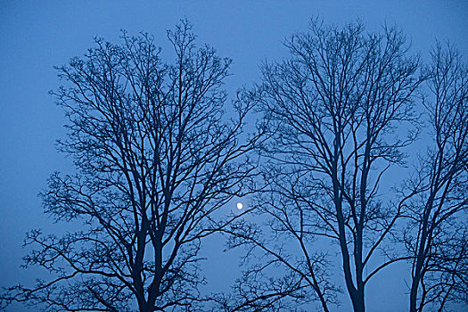 月亮,秃树,枝条,冬天,普拉蒂纳特,巴伐利亚,德国