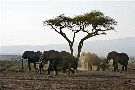 肯尼亚,安伯塞利国家公园,大象,非洲象,灰尘,沼泽