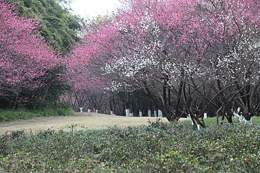 重庆渝北,梅花盛开迎新春