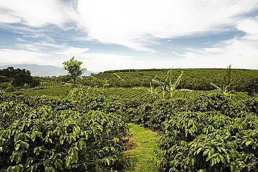 咖啡种植园,圣荷塞,哥斯达黎加