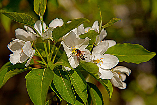 白色的海棠花和勤劳的蜜蜂
