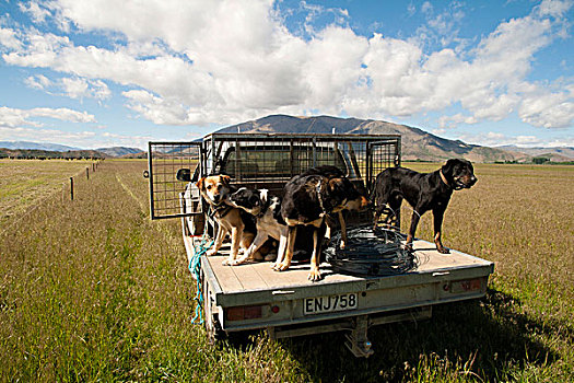 牧羊犬,车站,绵羊,坎特伯雷地区,南岛,新西兰