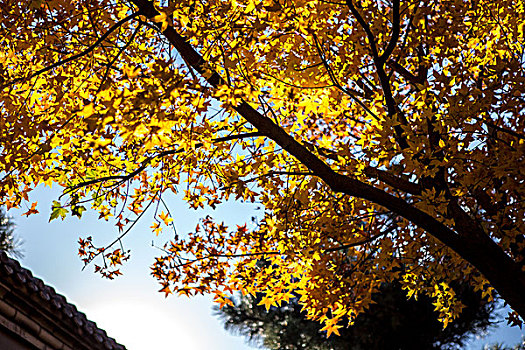 金黄色的冬日千年银杏树