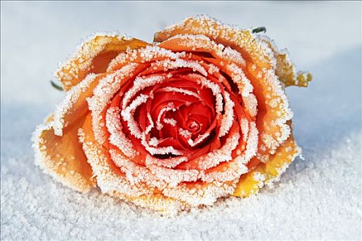 冰冻,玫瑰,粉色,培育品种,白霜,遮盖,花,雪中