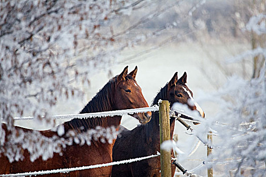 两个,马,冬季风景,看,上方,栅栏
