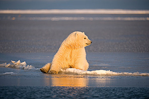 北极熊,浮冰,岛屿,区域,北极圈,国家野生动植物保护区,北极,阿拉斯加,秋天