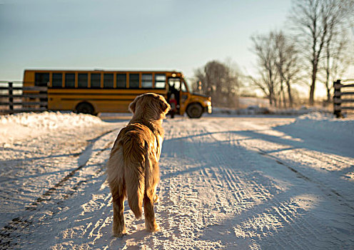 金毛猎犬,看,女孩,抓住,校车,积雪,安大略省,加拿大