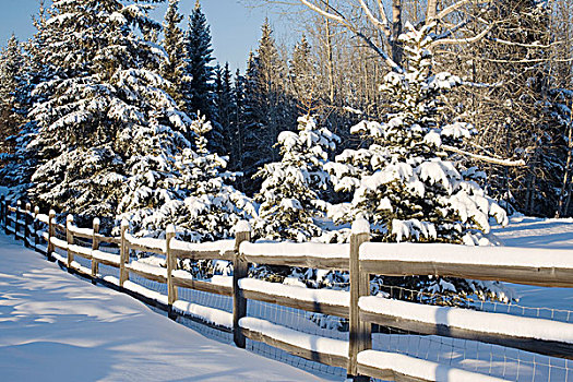 积雪,常绿植物,乡村,栅栏,卡尔加里,艾伯塔省,加拿大