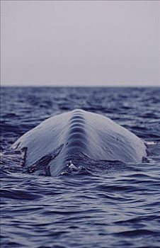蓝鲸,展示,脊椎骨,指示,厄尔尼诺