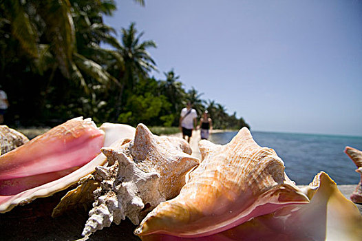 贝壳,世界遗产,礁石,环礁,伯利兹