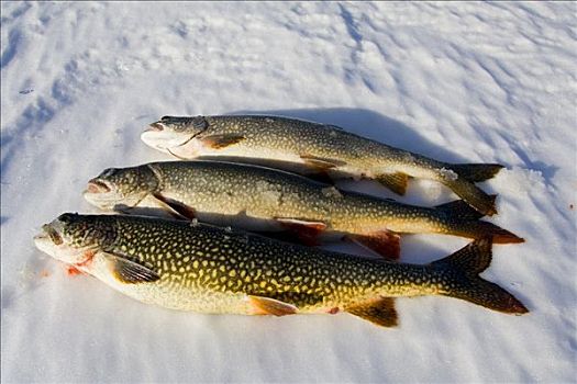 湖,鲑鱼,抓住,冰上钓鱼,狐狸,育空地区,加拿大,北美