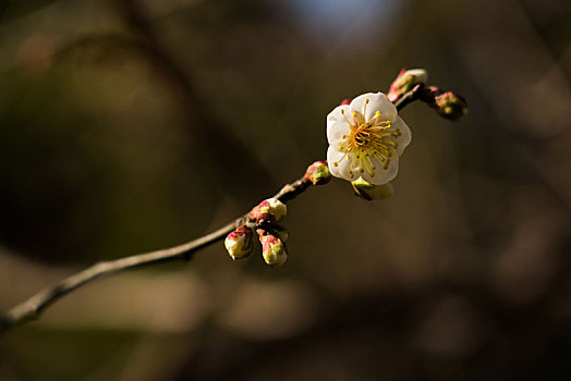 梅花