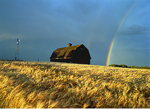 谷仓,彩虹,靠近,艾伯塔省,加拿大
