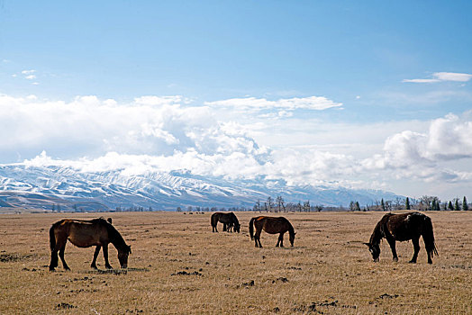 春季草原上的马群