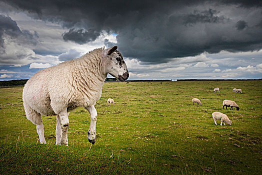 绵羊,放牧,乡村