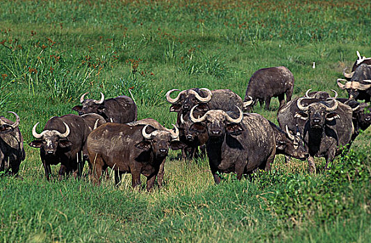 南非水牛,牧群,站立,草,肯尼亚