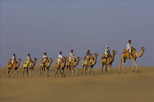 单峰骆驼,群体,驯养动物,塔尔沙漠,拉贾斯坦邦,印度
