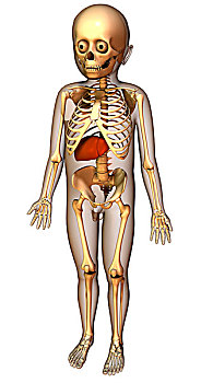 肝脏,身体部位,骨骼