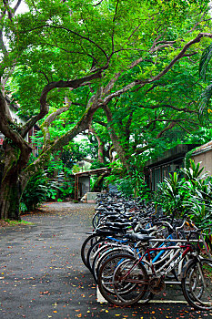 大学校园里脚踏车停车场停放着许多自行车