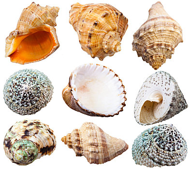 螺旋,壳,海洋,软体动物,蜗牛